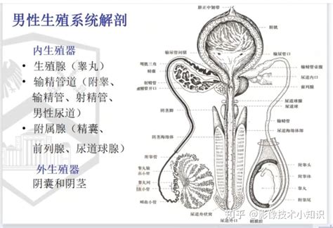 微信圖片 男性 生殖器